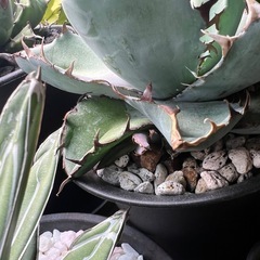 Agave titanota Black&Blueの画像