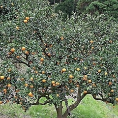 【無償】果樹の収穫お手伝いします