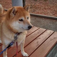 ブリーダーから見放された柴犬 − 大阪府