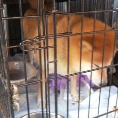 ブリーダーから見放された柴犬 - 里親募集