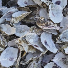 【値段交渉可】
牡蠣殻　約1キロ　カキガラ　水質浄化　調整などに