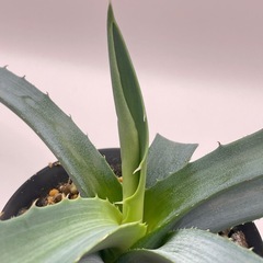 (手渡し)実生アガベ：パリー×フレキシスピナ  1株 ①の画像