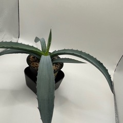 (手渡し)実生アガベ：パリー×フレキシスピナ  1株 ①の画像