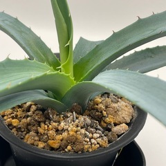 (手渡し)実生アガベ：パリー×フレキシスピナ  1株 ①の画像