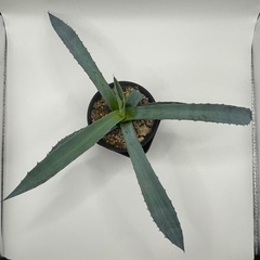 (手渡し)実生アガベ：パリー×フレキシスピナ  1株 ①の画像
