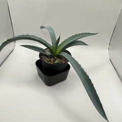 (手渡し)実生アガベ：パリー×フレキシスピナ  1株 ①