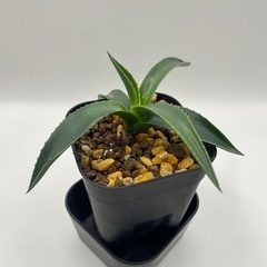 (手渡し)実生アガベ：パリーvar.コウエシー 1株 ②の画像