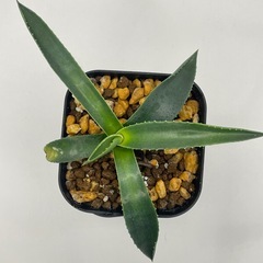 (手渡し)実生アガベ：パリーvar.コウエシー 1株 ②の画像