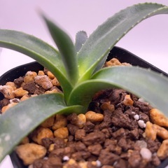 (手渡し)実生アガベ：パリーvar.コウエシー 1株 ②の画像