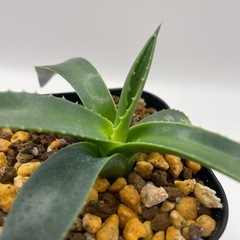 (手渡し)実生アガベ：パリーvar.コウエシー 1株 ②の画像