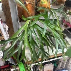 ビカクシダ Platycerium Gorgon OC (子株 )