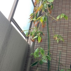 アボカド苗木