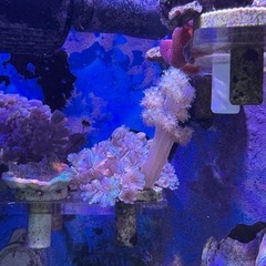 パクパクウミアザミ　フラグ(トサカ付き)