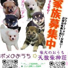 柴犬のおうち天狼柴神荘☆ポメのおうち
