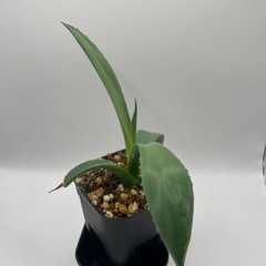 (手渡し)実生アガベ：パリーvar.コウエシー 1株 ⑦の画像