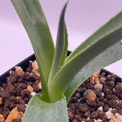 (手渡し)実生アガベ：パリーvar.コウエシー 1株 ⑦の画像