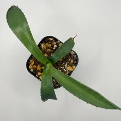 (手渡し)実生アガベ：パリーvar.コウエシー 1株 ⑦の画像