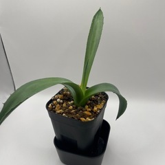 (手渡し)実生アガベ：パリーvar.コウエシー 1株 ⑦の画像