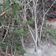 原木や丸太など差し上げます。彫刻や薪としての利用可能です。の画像