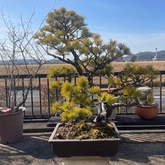 盆栽②