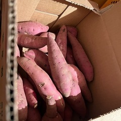 🍠サツマイモ🍠芋🍠唐芋🍠 