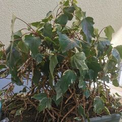 ツタが伸びる木（鉢植え）