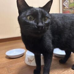 検討中(飼い主が鬱になり急ぎで里親を探しております