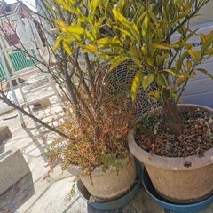 柑橘系の木（鉢植え2つ）