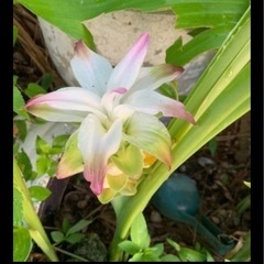 春ウコン☆種芋の画像