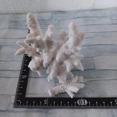 置物珊瑚