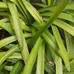 アガパンサス　球根の画像