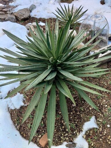 地植え可能　ユッカグロリオサのしっかりとした芋付き