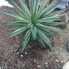 ユッカ　グロリオサ　バリエガータしっかりとした芋付き
