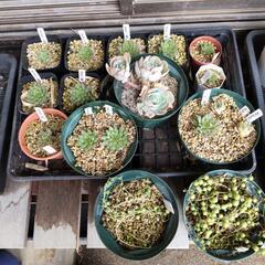多肉植物抜き苗セット