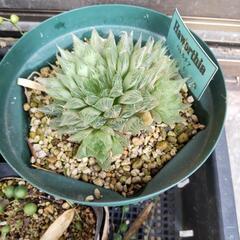 多肉植物抜き苗セットの画像