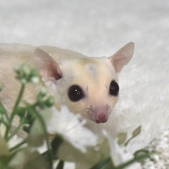 フクロモモンガ(クリミノホワイトフェイス②/♂)