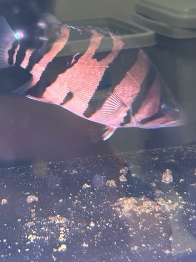 ダトニオ　リアルバンド