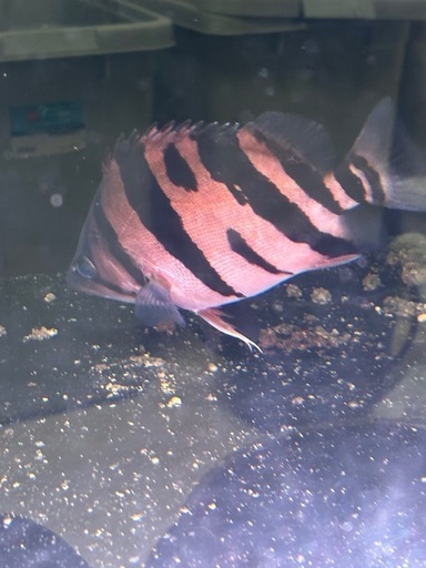 ダトニオ　リアルバンド