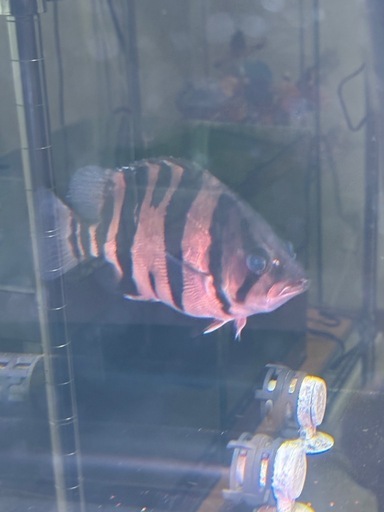 ダトニオ　リアルバンド