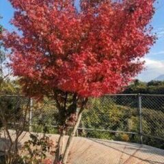 値引き可！　綺麗な紅葉　紅葉　もみじ　高さ約3m