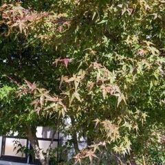 値引き可！　綺麗な紅葉　紅葉　もみじ　高さ約3mの画像