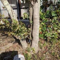 値引き可！　綺麗な紅葉　紅葉　もみじ　高さ約3mの画像