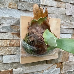 P. willinckii_ ウィリンキー◆ ビカクシダ　子株の画像