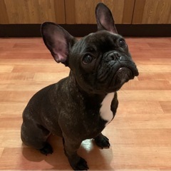２９日土曜日、鶴見緑地で一緒に犬の散歩！