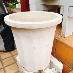 植木鉢　土付き
