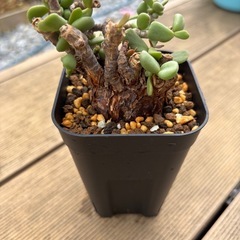 ケラリア現地球ピグマエア