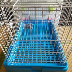 小動物ゲージの画像