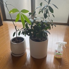 ガジュマル、パキラ