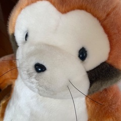 ぬいぐるみ ラスカルの画像