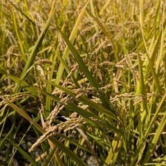 F栃木県産 籾殻付き 古古古古米 20kg - メルカリ
